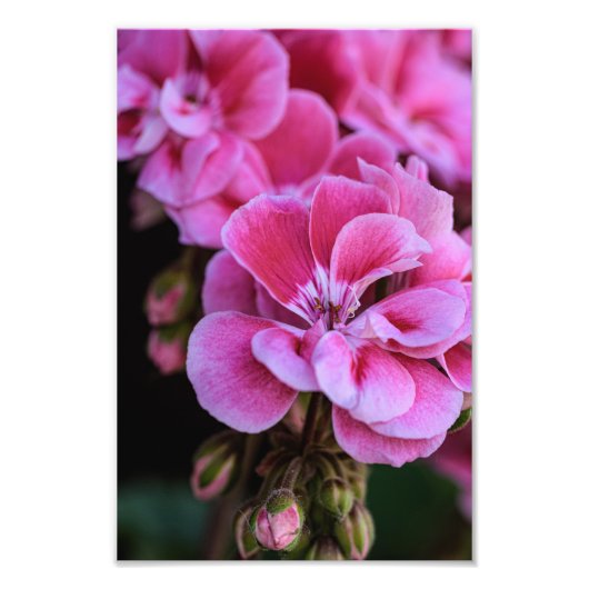 Fotoafdruk Roze Geraniumbloemen Foto Afdruk (Voorkant)