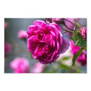 Fotoafdruk Roze Roos Fotografie Foto Afdruk