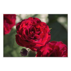 Fotoafdruk Rozen - Fluwelen Glans Foto Afdruk