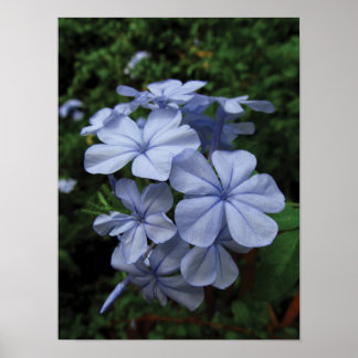 Fotoafdruk van blauwe Plumbago-bloemen Poster