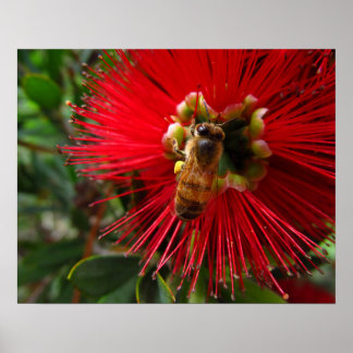 Fotoafdruk van honingbij op rode bloem poster