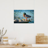Fotoafdruk van wilde eend | Natuurtafereel aan het Poster (Keuken)