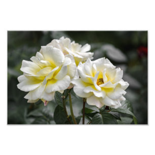 Fotoafdruk Witte Rozen Fotografie Foto Afdruk