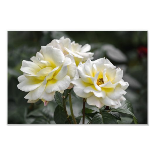 Fotoafdruk Witte Rozen Fotografie Foto Afdruk (Voorkant)