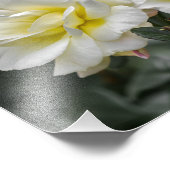 Fotoafdruk Witte Rozen Fotografie Foto Afdruk (Hoek)