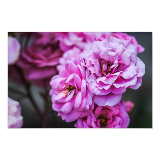 Fotoafdruk Zachte Roze Rozen  Foto Afdruk (Voorkant)