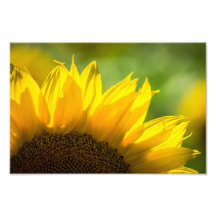 Fotoafdruk Zonnebloem Bloem Natuur Fotografie