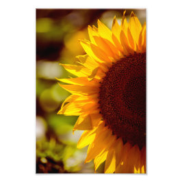 Fotoafdruk Zonnebloem Bloem Natuur Fotografie Foto Afdruk