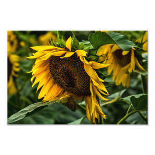 Fotoafdruk Zonnebloem Elegantie Foto Afdruk