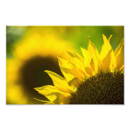 Fotoafdruk Zonnebloem Elegantie Foto Afdruk