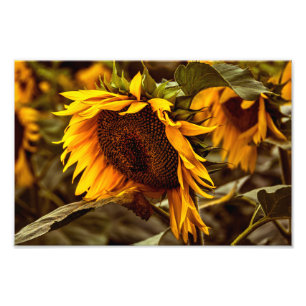 Fotoafdruk Zonnebloem Elegantie Foto Afdruk