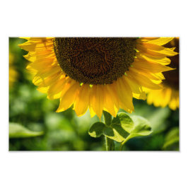 Fotoafdruk Zonnebloem in bloei Fotografie Foto Afdruk