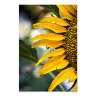 Fotoafdruk Zonnebloem Regen Met Druppels Fotografi Foto Afdruk