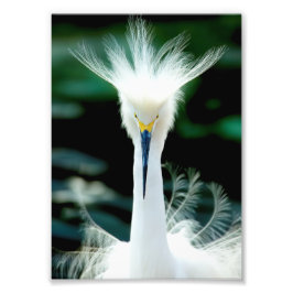 Fotoafdrukken kroon op veren foto afdruk