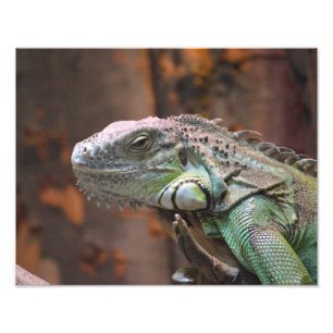 Fotoafdrukken met kleurrijke Iguana-hagedis Foto Afdruk