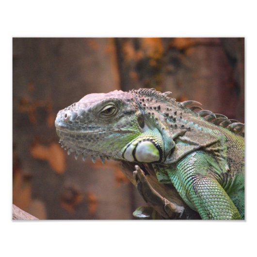 Fotoafdrukken met kleurrijke Iguana-hagedis Foto Afdruk (Voorkant)