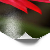 Fotoafdrukken - Paascactus Foto Afdruk (Hoek)