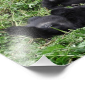 Fotoafdrukken van de berggorilla-groep foto afdruk (Hoek)