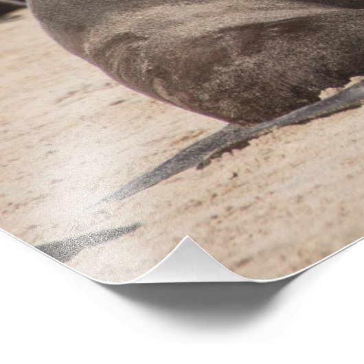 Fotoafdrukken van hoge kwaliteit van de Kaapverdis Foto Afdruk (Hoek)