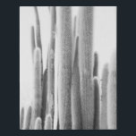 Fotoafdrukken van zwarte en witte cactus imitatie canvas print<br><div class="desc">Kunstcactus afdrukken</div>