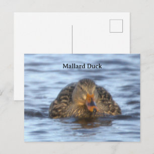 Fotoansichtkaart Wilde Eend Briefkaart