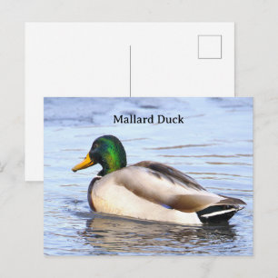 Fotoansichtkaart Wilde Eend Briefkaart