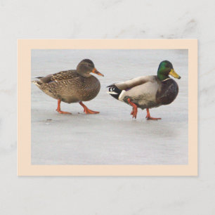 Fotoansichtkaart Wilde Eenden Briefkaart