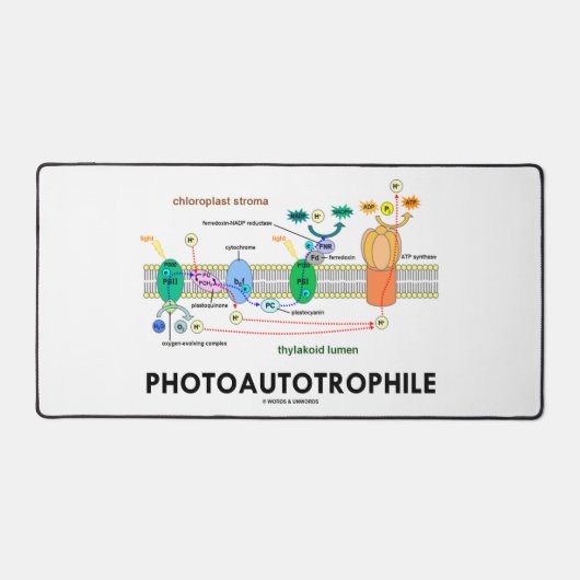 Fotoautotropfiele fotosynthese bureaumat (Voorkant)