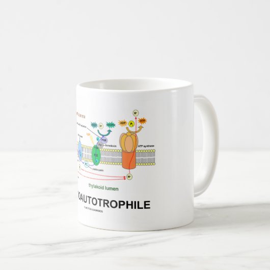 Fotoautotropfiele fotosynthese koffiemok (Voorkant rechts)