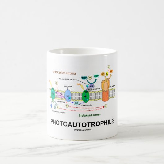 Fotoautotropfiele fotosynthese koffiemok (Center)