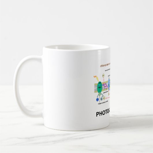 Fotoautotropfiele fotosynthese koffiemok (Links)