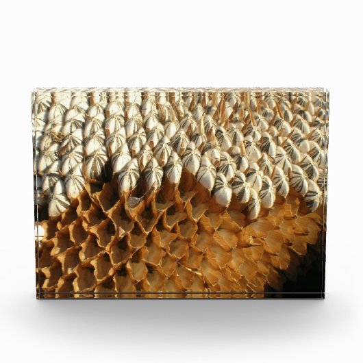 Fotoblok - Gedroogd zonnebloemhoofd (Voorkant)