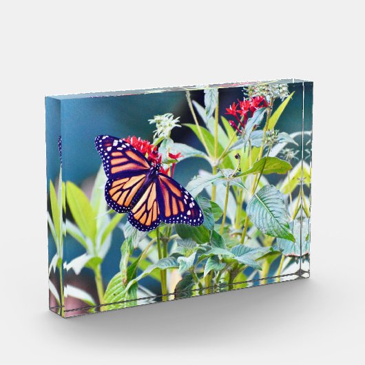 Fotoblokken voor monoarch Butterfly (Links)