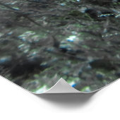 Fotobombarderen Angelfish Poster (Hoek)