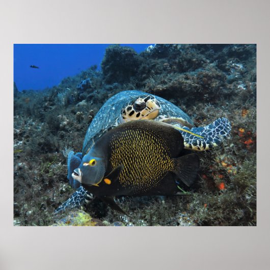 Fotobombarderen Angelfish Poster (Voorkant)