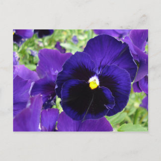 Fotobriefkaart "Donkerblauwe bloemen" Briefkaart