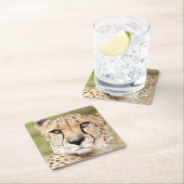 Fotocade , kat , dieren . kartonnen onderzetters (Insitu)