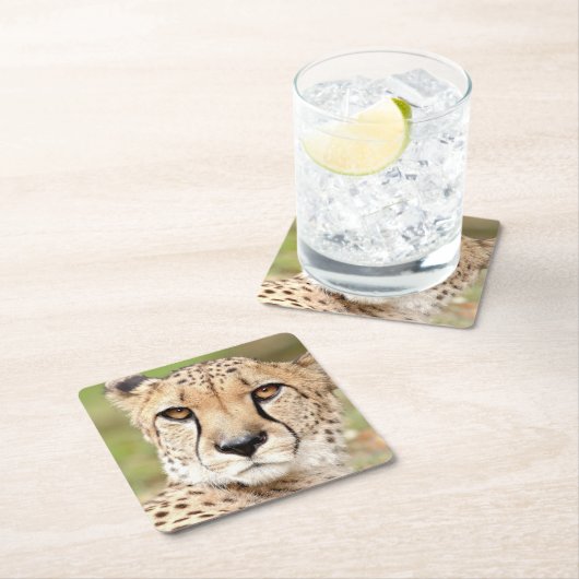 Fotocade , kat , dieren . kartonnen onderzetters (Insitu)