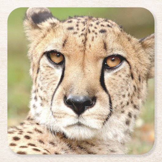 Fotocade , kat , dieren . kartonnen onderzetters (Voorkant)