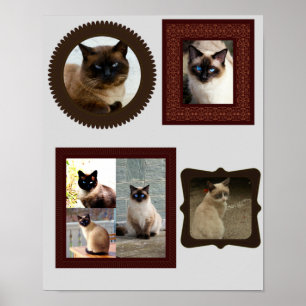 Fotocadeau voor Siamese katten lijst Poster