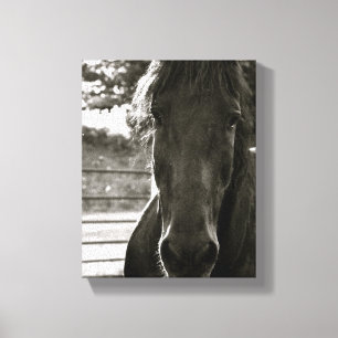 Fotocanvas Fresian Horse Canvas Afdruk