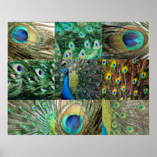 Fotocollage van Green Blue Peacock Poster