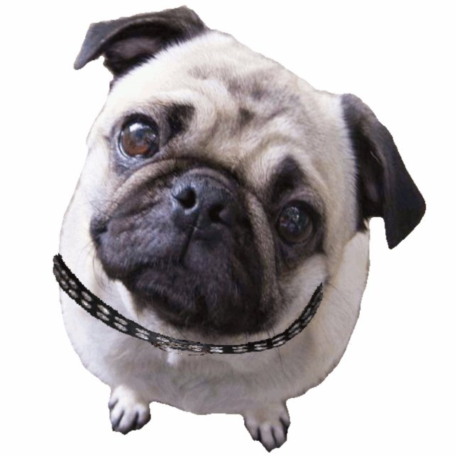 Fotofigur "Mops" Staand Fotobeeldje (Voorkant)