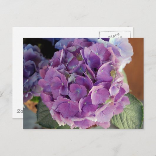 Fotofoto bloem, hydrangea briefkaart (Voorkant / Achterkant)
