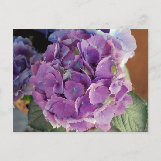 Fotofoto bloem, hydrangea briefkaart (Voorkant)