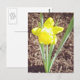Fotofoto Briefkaart van lente-affodil