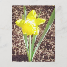 Fotofoto Briefkaart van lente-affodil