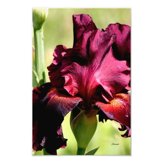 Fotofoto van Bourgogne/Red Iris Foto Afdruk (Voorkant)
