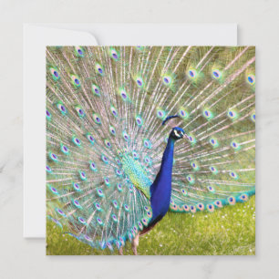 Fotofoto van Elegant Peacock Kaart