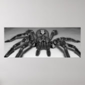 Fotofoto van Fasciata door Randomwhat Poster (Voorkant)